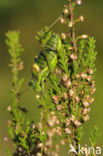 Saddle-backed Bush-cricket (Ephippiger ephippiger)