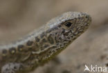 Sand Lizard (Lacerta agilis)