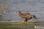 Zeearend (Haliaeetus albicilla)