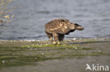 Zeearend (Haliaeetus albicilla)