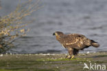 Zeearend (Haliaeetus albicilla)