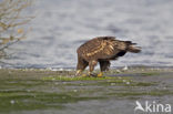 Zeearend (Haliaeetus albicilla)