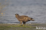 Zeearend (Haliaeetus albicilla)