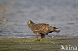 Zeearend (Haliaeetus albicilla)