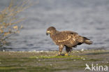 White-tailed Sea Eagle (Haliaeetus albicilla)