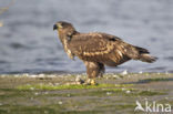 Zeearend (Haliaeetus albicilla)