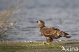 Zeearend (Haliaeetus albicilla)