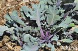 Zeekool (Crambe maritima)