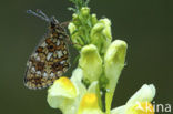 Zilveren maan (Boloria selene) 