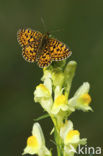 Zilveren maan (Boloria selene) 