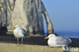 Zilvermeeuw (Larus argentatus)