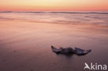 Herring Gull (Larus argentatus)