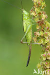 Long-winged Cone-head (Conocephalus discolor)