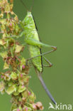 Long-winged Cone-head (Conocephalus discolor)