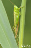 Long-winged Cone-head (Conocephalus discolor)