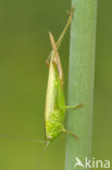 Long-winged Cone-head (Conocephalus discolor)