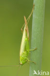 Long-winged Cone-head (Conocephalus discolor)