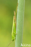 Long-winged Cone-head (Conocephalus discolor)