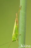 Long-winged Cone-head (Conocephalus discolor)