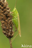 Long-winged Cone-head (Conocephalus discolor)