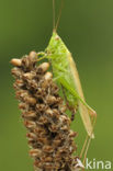 Long-winged Cone-head (Conocephalus discolor)
