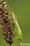 Long-winged Cone-head (Conocephalus discolor)
