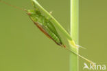 Long-winged Cone-head (Conocephalus discolor)