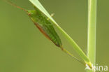 Long-winged Cone-head (Conocephalus discolor)