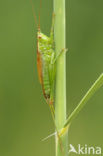 Long-winged Cone-head (Conocephalus discolor)