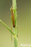 Long-winged Cone-head (Conocephalus discolor)