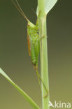 Long-winged Cone-head (Conocephalus discolor)