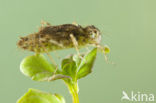 Southern Darter (Sympetrum meridionale)