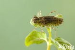 Zuidelijke heidelibel (Sympetrum meridionale)