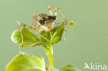 Southern Darter (Sympetrum meridionale)