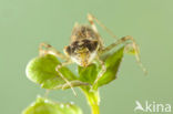 Zuidelijke heidelibel (Sympetrum meridionale)