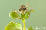 Southern Darter (Sympetrum meridionale)