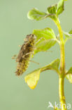 Zuidelijke heidelibel (Sympetrum meridionale)