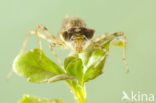 Southern Darter (Sympetrum meridionale)