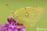 Zuidelijke luzernevlinder (Colias alfacariensis)