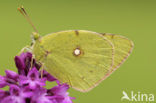 Zuidelijke luzernevlinder (Colias alfacariensis)