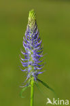 Black-horned Rampion (Phyteuma spicatum ssp.nigrum)