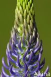 Zwartblauwe rapunzel (Phyteuma spicatum ssp.nigrum) 