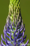 Black-horned Rampion (Phyteuma spicatum ssp.nigrum)