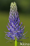 Zwartblauwe rapunzel (Phyteuma spicatum ssp.nigrum) 