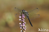 Zwarte heidelibel (Sympetrum danae)