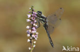 Zwarte heidelibel (Sympetrum danae)