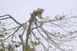 black iguana (Iguana spec.)