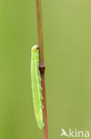 european skipper (Thymelicus lineola)