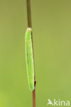 european skipper (Thymelicus lineola)