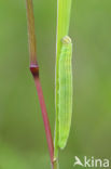 european skipper (Thymelicus lineola)